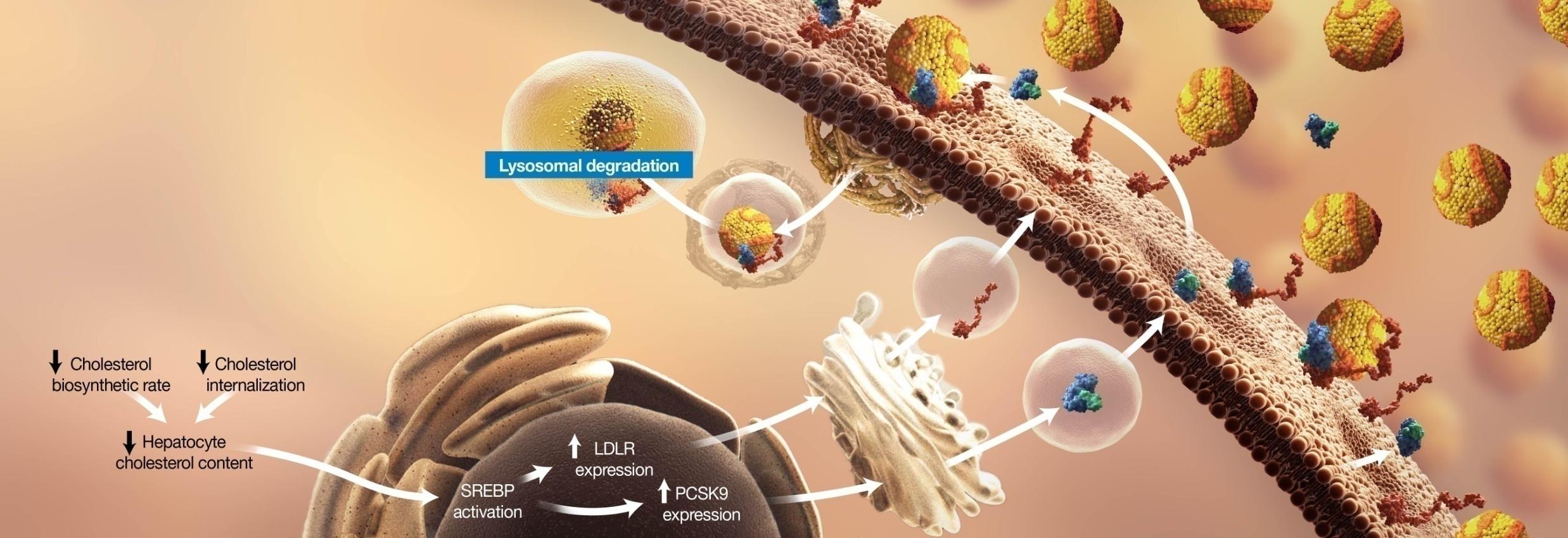 LDLR and PCSK9 Expression Are Both Upregulated When Intercellular Cholesterol Levels Are Low *[SREBP] = sterol regulatory element-binding