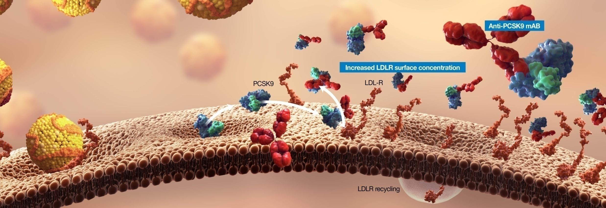 Blockade of PCSK9/LDLR Interaction May Lower LDL Levels 1. Chan JC, et al.