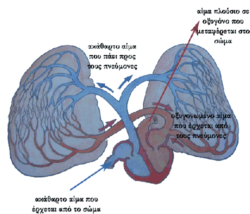 Στην πνευμονική κυκλοφορία το αίμα: Μικρή (πνευμονική) κυκλοφορία Συγκεντρώνεται στο δεξιό κόλπο της καρδιάς από τα διάφορα μέρη του σώματος.