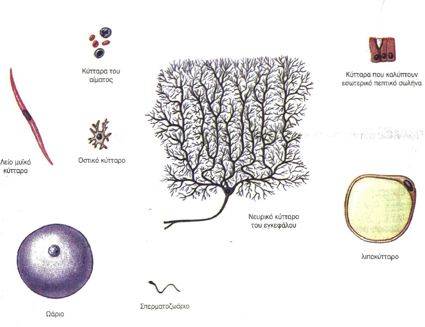 Τι σχήμα έχουν τα κύτταρα;