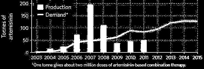 Artemisia annua: παράγει αρτεμισίνη, ένα αποτελεσματικό τριτερπένιο για την