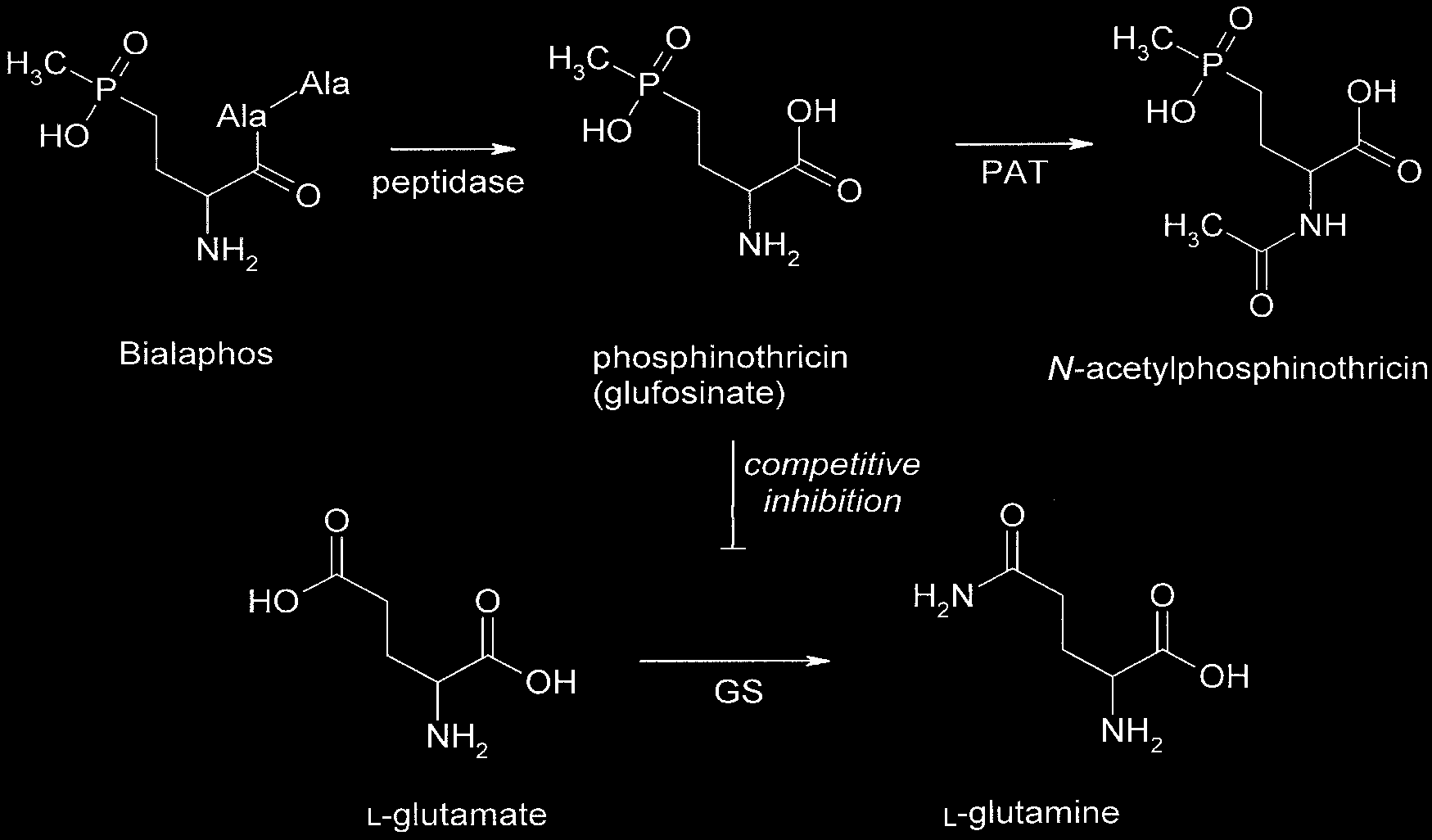 Ανθεκτικότητα στο glufosinate (phoshinopthricin)- BASTA bar / pat acetyltransferase Bialaphos