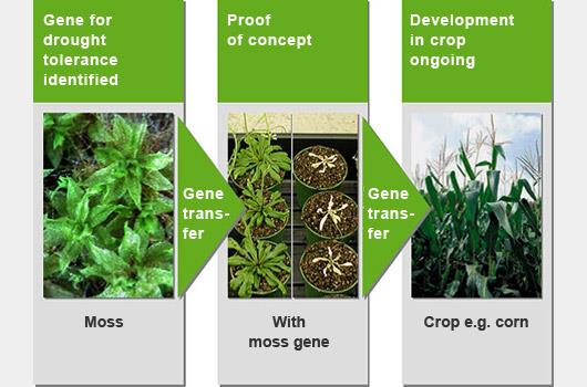 Π.χ. DroughtGard Hybrids system Monsanto,