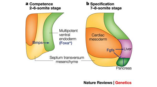 Κοιλιακή καταβολή Απουσία FGF, BMP Ventral foregut explants were found to initiate liver gene expression, if exposed to cardiogenic mesoderm or FGF, or initiate pancreatic