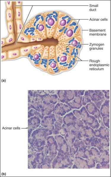 Πάγκρεας Eξωκρινής μοίρα Δομή του ιστού του παγκρέατος που παράγει ένζυμα. Μία κυψελίδα συνιστά μία εκκριτική μονάδα.