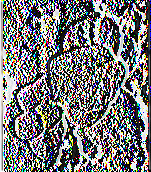 β. Δίκταμο (Οτΐξαπητη dicta.mn.us I.