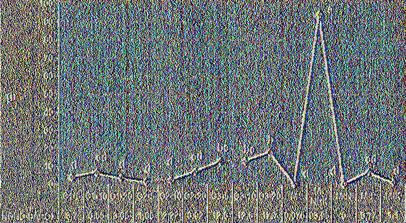 και Μ-Ρ) οάε\ η ( 1-20) <1β\ η ( 1-5) V, η ( 2-20) Τ, οι ( 2-5, 2-10 και Μ- Κ) ί^, και με το μικρότερο μέσο ξηρό βάρος ανά φυτό οι (Μ και Μ-Ν) μ.