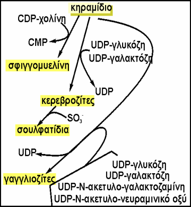 Έτσι, όταv τo κηραµίδιo εvωθεί µε χoλίvη (µε τηv εvεργoπoιηµέvη µoρφή της κυτιδιvoδιφωσφo-χoλίvης), πρoκύπτει σφιγγoµυελίvη.