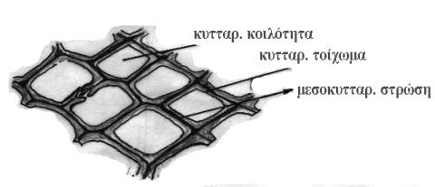 Εικόνα 9: Ίνες, Τραχείδες και Μέλη αγγείων (Πηγή: Βουλγαρίδης 2007) Στα κύτταρα διακρίνονται το κυτταρικό τοίχωμα και η κυτταρική κοιλότητα.