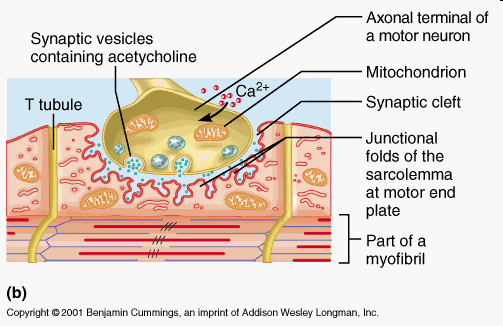 Συναπτικά κυστίδια περιέχοντα Ακετυλχολίνη Νευρική απόληξη Κινητικού νεύρου Μιτοχόνδριο