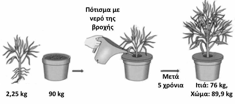 αναπαρίσταται στην εικόνα που ακολουθεί, φύτεψε μια μικρή ιτιά, η οποία ζύγιζε 2,25 kg, σε χώμα που ζύγιζε 90 kg.