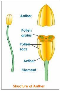 Εγκάρσια τομή ανθήρα Lilium sp.