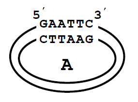Το πρωταρχικό τμήμα iii στη αντιγραφής στην αλυσίδα 2 που συντίθεται με τρόπο συνεχή είναι: Aλυσίδα 2: 3 CAACTTAAGAATCGAATTCAGCCCGTACTTAAGAG 5 5 GUUGAAUU 3 Δ3. σελ.