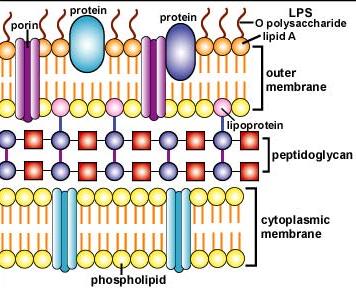 Καθορίζει ορότυπο (Ο-αντιγόνο) Γλυκολιπίδια LPS Σε gram (-) βακτήρια (π.χ. Salmonela typhimurium, E.