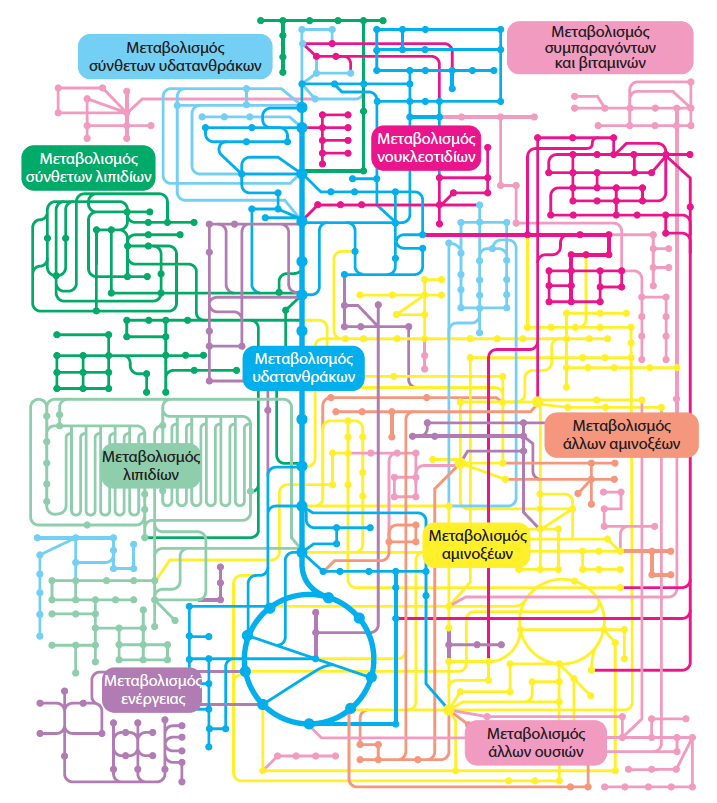 Μεταβολικές πορείες-οδοί Πολλές συζευγμένες, αλληλοσυνδεόμενες αντιδράσεις!