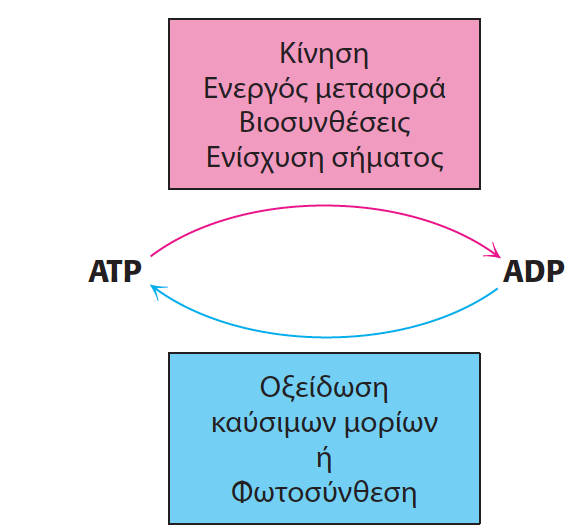 Οι αναβολικές πορείες εξασφαλίζουν την ενέργεια που χρειάζονται από την υδρόλυση του ATP Μια σειρά μη ευνοούμενων θερμοδυναμικά αντιδράσεων μπορούν να μετατραπούν σε ευνοούμενες με τη σύζευξη τους με