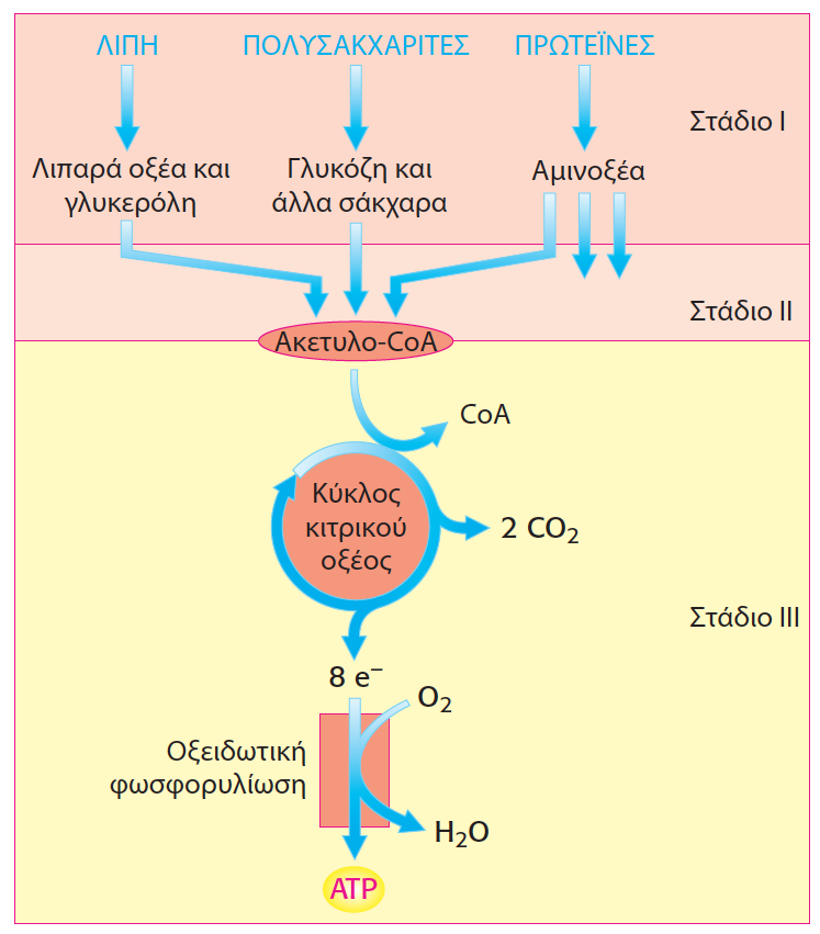 Στάδια εξαγωγής ενέργειας (παραγωγής ΑΤΡ) από τα τρόφιμα Στάδιο προετοιμασίας: δεν παράγεται ενέργεια Παραγωγή μικρής ποσότητας ΑΤΡ (μέσω