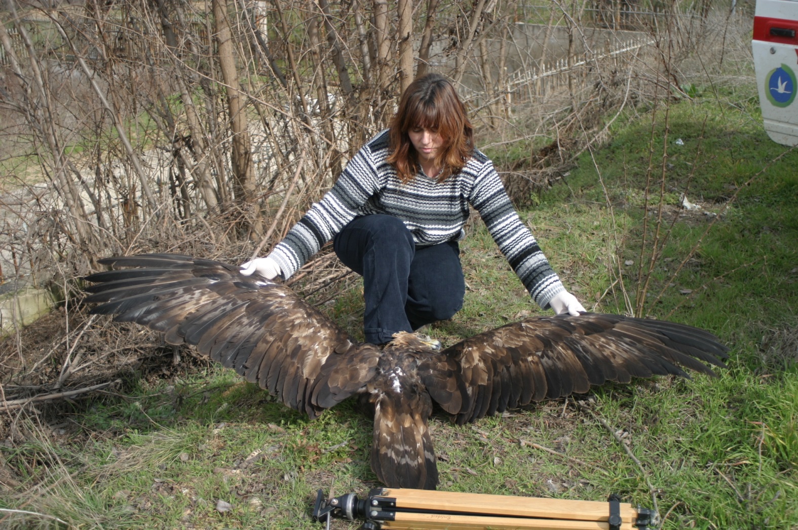 ΦΔ Λιμνών Κορώνειας Βόλβης Βιβλιογραφία BirdLife International 2012. Aquila chrysaetos. In: IUCN 2013. IUCN Red List of Threatened Species. Version 2013.1. < http://www.iucnredlist.org/" \t "_blank>.