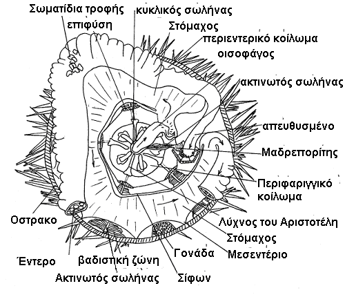 121 Παρατηρούμε τα εσωτερικά όργανα. Στο πεπτικό σύστημα, υπάρχει ο πεπτικός σωλήνας, ο οποίος σχηματίζει δύο σπείρες μέσα σε κάθε ημισφαίριο.