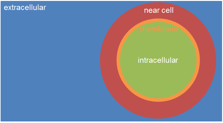 3.3.3 Αποτελέσματα Στην εικόνα 3.8 φαίνεται χρωματικά τι θεωρούμε υπερκείμενο, περιοχή κοντά στο κύτταρο, επιφάνεια του κυττάρου και ενδοκυττάρια περιοχή.