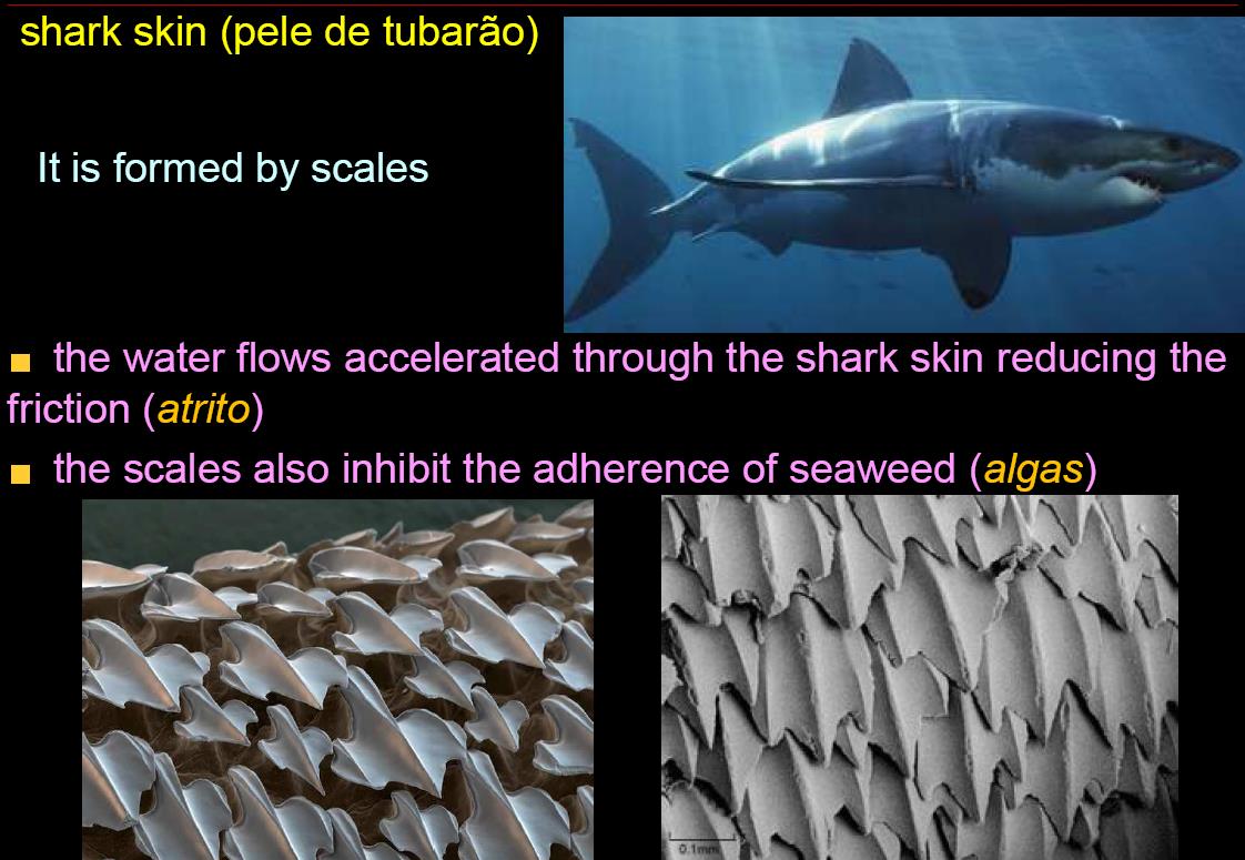 Παραδείγματα εφευρέσεων από την παρατήρηση της φύσης Η δομή του δέρματος του καρχαρία δεν επιτρέπει την επικόλληση οργανισμών πάνω σ αυτό.