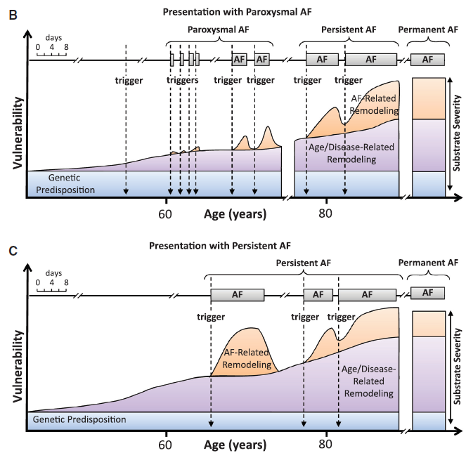 Atrial Fibrillation Initiation, Maintenance,