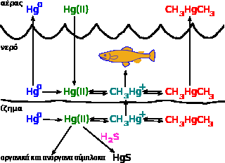 Hg στα ψάρια Hg (Mercury) - Cycle MeHg Κύκλος του υδραργύρου σε υδάτινο περιβάλλον Mercury
