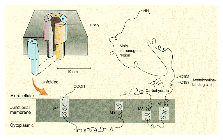 Δηθφλα 2.