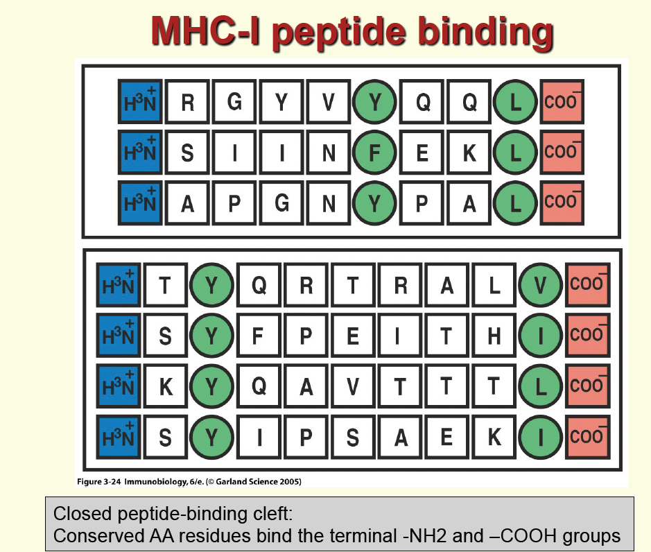 MHC τάξης