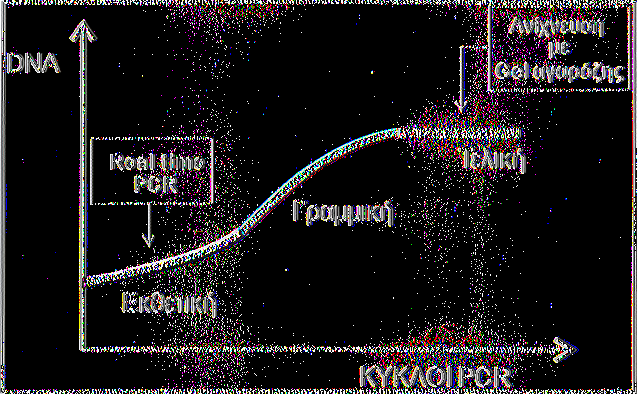 Εικόνα 9. Διάγραμμα που δείχνει την πορεία της PCR και τα στάδια στα οποία ανιχνεύεται το προϊόν ανίχνευσης στην PCR και την RTi-PCR. (Applied Biosystems, tutorials).