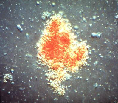 ο ή Colony Forming Cell ο ο