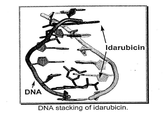 ΕIKA 47 ΕIKA 48 Οι ανθρακυκλίνες εκτός του ότι δρούν δια παρεμβολής στο DA όπως αναφέρθηκε παραπάνω, σχηματίζουν επίσης ένα τριμερές σύμπλοκο με το DA και το ένζυμο τοποϊσομεράση ΙΙ που είναι