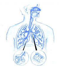 Αποτελεί το αναπνευστικό σύστημα περιοριστικό παράγοντα για την αθλητική απόδοση; Σε άτομα με πνευμονικές ασθένειες μπορεί να περιοριστεί η ικανότητα άσκησης ενώ σε φυσιολογικά άτομα όχι (P.Bye et al.
