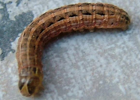 Δηθόλα 4.2 πξνλύκθε ηνπ Agrotis spp Βηνινγηθόο θύθινο Σν έληνκν λπκθώλεηαη ηελ Άλνημε θαη ηα ηέιεηα πνπ ζα πξνθύςνπλ ζα γελλήζνπλ ηα αβγά.