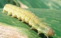 Δηθόλα 4.4 Δλήιηθα ηνπ Helicoverpa armigera Η πξνλύκθε (θάκπηα) (Δηθόλα 4.5) κπνξεί λα θζάζεη ζε κήθνο πεξίπνπ 4 cm θαη ην ρξώκα ηεο πνηθίιιεη από αλνηρηνθάζηαλν κέρξη πξάζηλν.