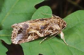 4.1.5 πνληόπηεξα (Spodoptera spp) Σάμε:Λεπηδόπηεξα Οηθνγέλεηα: Noctuidae Ξεληζηέο: Καιακπόθη,θαπλό θαη ην βακβάθη.