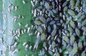 4.3 Οκόπηεξα 4.3.1 Αθίδεο (Rhopalosiphum maidis) Σάμε: Οκόπηεξα Οηθνγέλεηα: Aphididae Ξεληζηέο: θαιακπόθη, παηάηα, ηεύηιν, θξηζάξη θαη ην ζηηάξη.