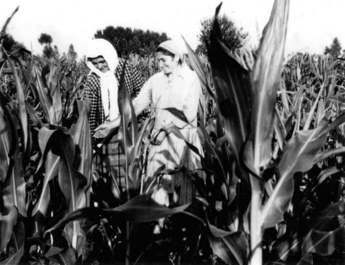 ΚΔΦΑΛΑΗΟ 2. ΓΔΝΗΚΖ ΠΔΡΗΓΡΑΦΖ ΚΑΛΑΜΠΟΚΗΟΤ 2.1. Δμάπιωζε θαη νηθνλνκηθή ζεκαζία Σν θαιακπόθη ή αξαβόζηηνο (Zea mays L.