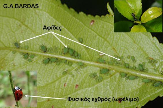 Δρζξνί θαη αζζέλεηεο: Aronia melonocarpa- Γενικό Μέρος Η αξώληα ε κειαλόθαξπε είλαη έλα θαιιηεξγνύκελν θπηηθό είδνο ην νπνίν εκθαλίδεη κεγάιν βαζκό αλζεθηηθόηεηαο ζε πξνζβνιέο εληόκσλ θαη