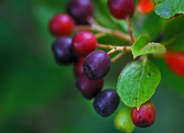 Δηζαγσγή Σ ν θπηηθό είδνο Aronia melanocarpa θαηάγεηαη από πεξηνρέο ηεο Βνξείνπ Ακεξηθήο (Βόξεηεο Η.Π.Α. Νόηηνο Καλαδάο).