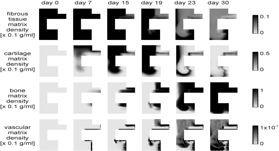 Πίνακας 6.3: Χωροχρονική εξέλιξη των πυκνοτήτων των μεσεγχυματικών κυττάρων [ 10^6cells/ml] Ημέρα 0.2 Ημέρα 0.5 Ημέρα 0.7 Ημέρα 1.