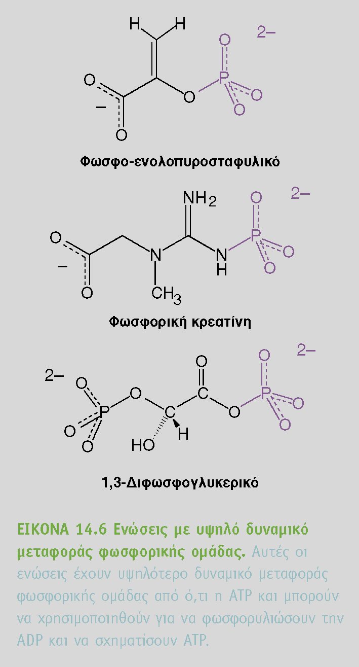 Το δυναμικό μεταφοράς φωσφορικής ομάδας είναι υψηλής ενέργειας Υπάρχει μια σειρά από ενώσεις (με φωσφορική ομάδα) υψηλής ενέργειας Όλες αυτές οι