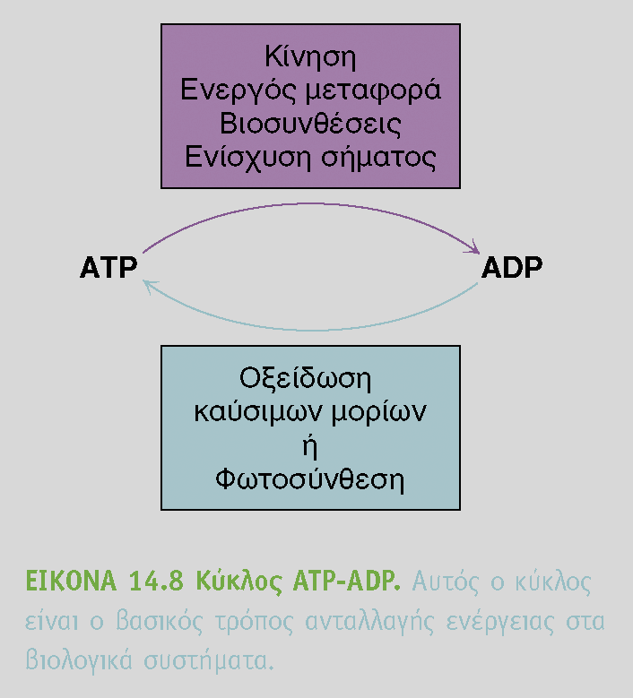 Η οξείδωση των οργανικών μορίων είναι σπουδαία πηγή κυτταρικής ενέργειας Το ATP είναι άμεσος δότης ενέργειας όχι μακροχρόνια αποθήκη ενέργειας Ένας άνθρωπος σε