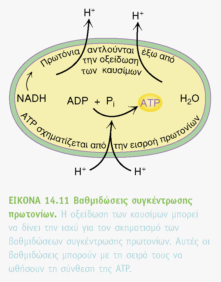 Για την παραγωγή του 90% του ATP στα ζώα είναι