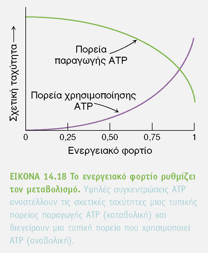 Πολλές αντιδράσεις ελέγχονται από την συγκέντρωση ATP Η συγκέντρωση ATP ελέγχεται όπως και το ph του κυττάρου Ενεργειακό φορτίο = [ATP]+1/2[ADP] [ATP]+[ADP]+[AMP] Και κυμαίνεται στα