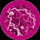 Chlamydia Salmonella Staphylococcus Streptococcus Μέγιστο Μέγεθος (nm)... 1000 Επικινδυνότητα...... 3 37 1 5 Μέγιστο Μέγεθος (nm)... 1000 Επικινδυνότητα...... 3 89 15 40 Μέγιστο Μέγεθος (nm).