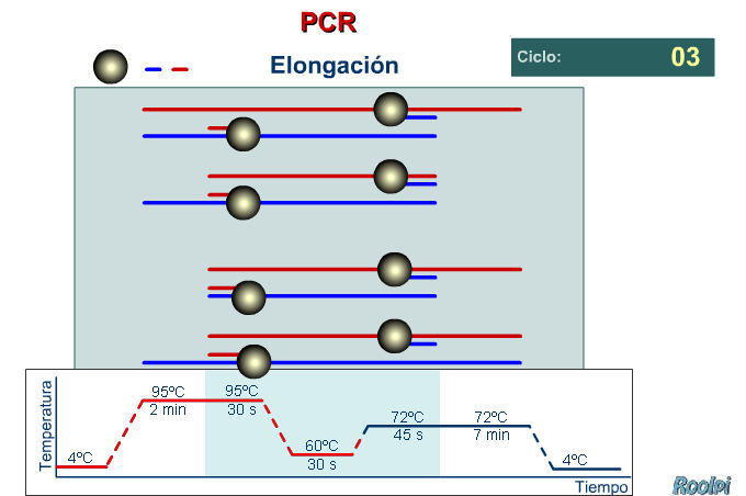 TERMOCICLADOR: CICLOS 1. Desnatuarización (95ºC) para separar as duas hebras da dobre hélice. 2.