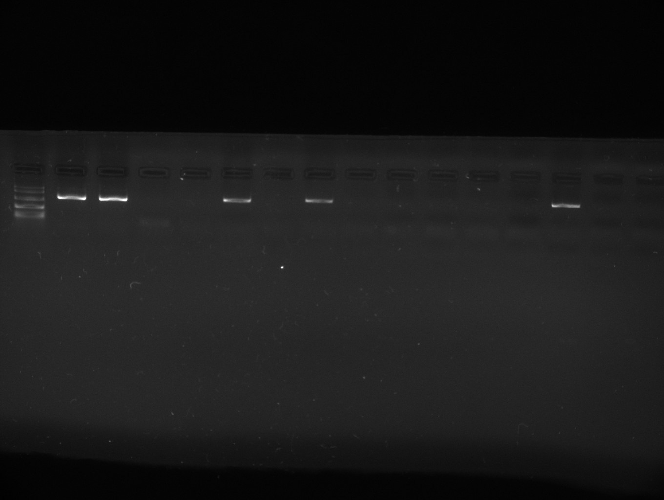 2) Identificar un tubo de 1,5 ml como MIX. 3) Engadirlle 40,8 µl de auga desionizada autoclavada. 4) Engadirlle 6 µl de buffer. 5) Engadirlle 3,6 µl de MgCl2. 6) Engadirlle 6 µl de nucleótidos.