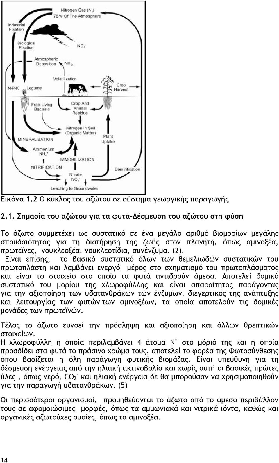 Σnµασία του αζώτου για τα φυτά- έσµευσn του αζώτου στn φύσn Το άζωτο συμμετέχει ως συστατικό σε ένα µεγάλο αριθµό βιοµορίων µεγάλης σπουδαιότητας για τη διατήρηση της ζωής στον πλανήτη, όπως