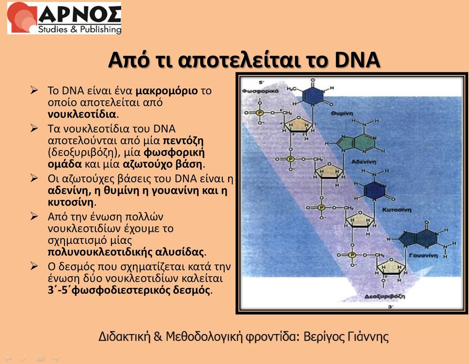 Οι αζωτούχες βάσεις του DNA είναι η αδενίνη, η θυμίνη η γουανίνη και η κυτοσίνη.